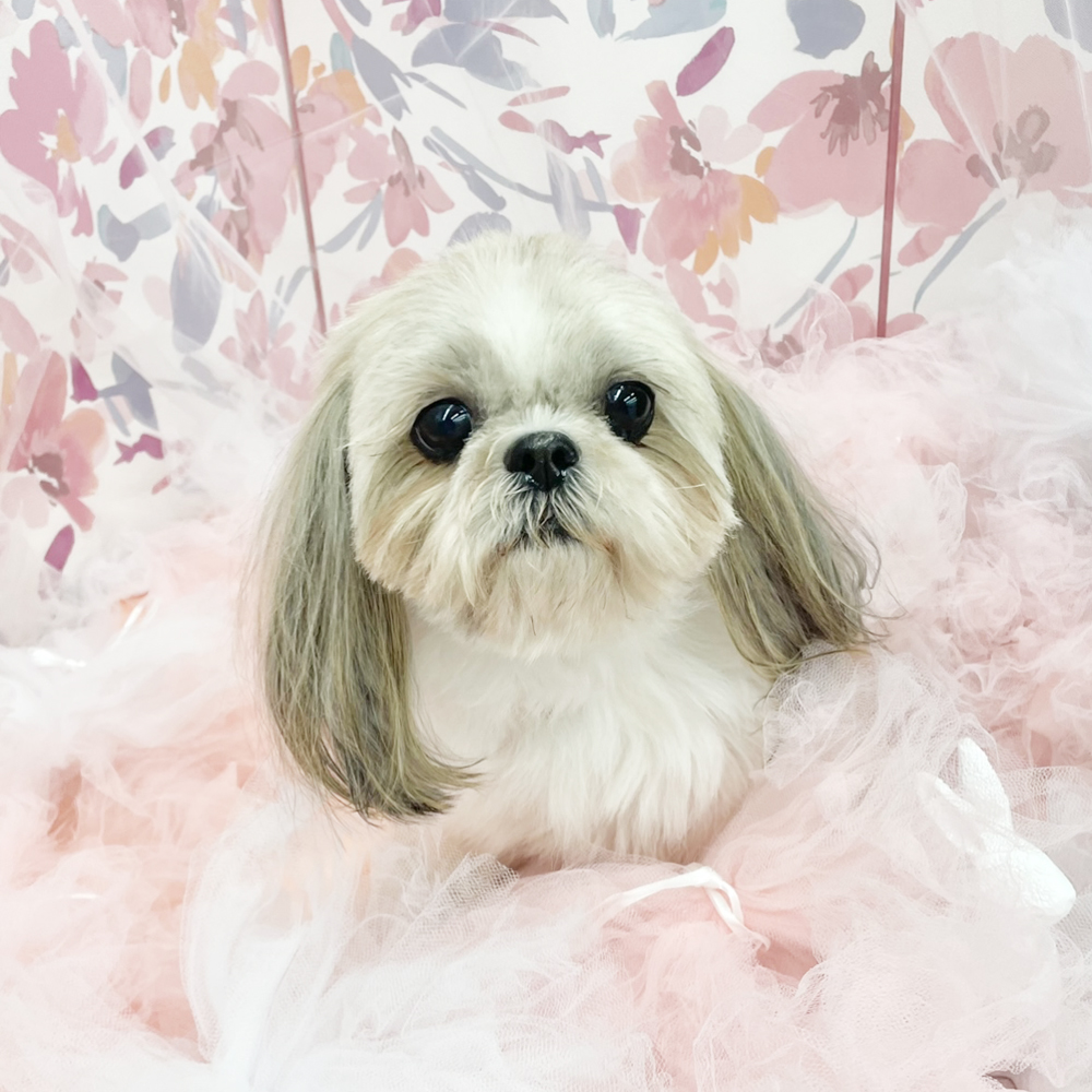 生徒とモデル犬の写真撮影会②